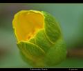 Lesser celandine